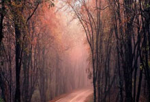 布鲁诺·费尔南德斯，为何能成为曼联中场的发动机？